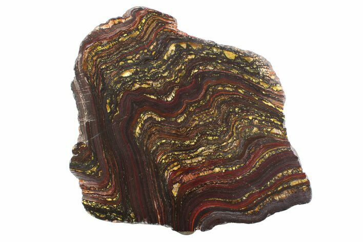 Polished Tiger Iron Stromatolite Slab - Billion Years #354939